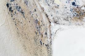 Why You Should Choose Our Mold Remediation Services in Lincoln, AR